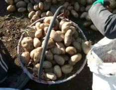 黑龙江土豆，荷兰，尤金，延暑