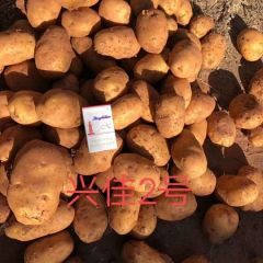 诚信武川四子王旗土豆购销经纪人