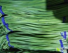 急售.急售……300吨蒜薹条青稍绿，金乡县大蒜合作社直卖.保证质量。