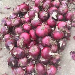 红皮洋葱沽源101