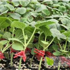 廊坊出售甜瓜苗育苗厂 早春甜瓜苗品种