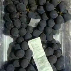 大量供应北镇优质巨峰葡萄