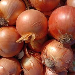黄皮洋葱，紫皮洋葱，出售