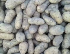 黑龙江 土豆，荷兰系列，尤金885，延暑四。等等