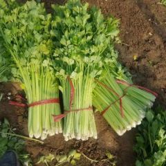 芹菜种植基地，大量上市