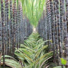 广西甘蔗产地直销常年供应