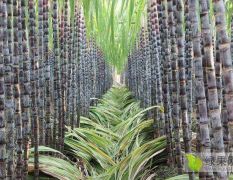 广西甘蔗产地直销常年供应