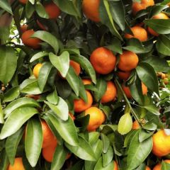 今天价格平稳次果23456－－中上货1.456特级货还在死死挣扎果农