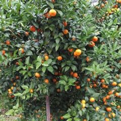 供应桂林沙糖桔橘/十月桔/橙桔自家种植/量大价优