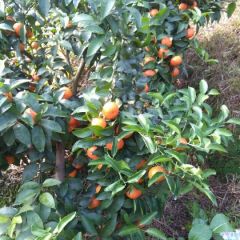 产地大量供应优质沙糖桔，18077365853