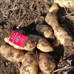 辽宁省康平县大量冷库土豆出售