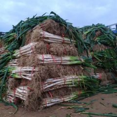 帮帮我们！河南的大葱靠你了！