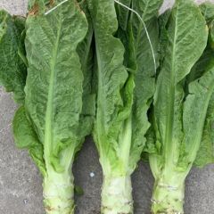 青笋 黑牛皮 红尖叶 竹筒青 种植面积宽 技术成熟
