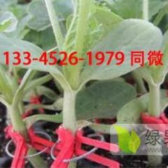 批发嫁接西瓜苗 8424甜王京欣品种