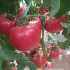 硬粉西红柿苗 育苗厂番茄种苗基地