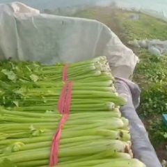 根据要求打捆，嫩的很，说的再好没用看质量说话。