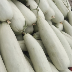 聊城莘县羊角蜜61 大量上市 口感酥甜物美价廉