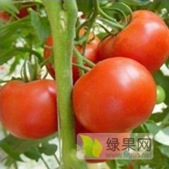 种植大户番茄