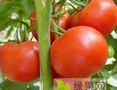 种植大户番茄