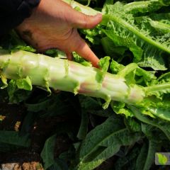 品质莴笋芜湖首推