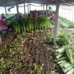 秋季西芹销售中