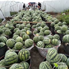 全国多产区西瓜代办 8424、美都西瓜价格批发