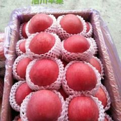 大量供应冷库精品红富士苹果