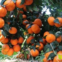 广西南宁大量沃柑上市啦