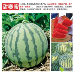 供应甜赛蜜 8424的品质 美都的产量