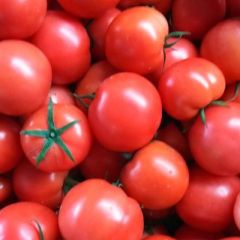 山东费县西红柿大量上市欢迎采购