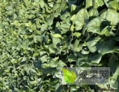 菠菜2毛一斤 河南省开封市