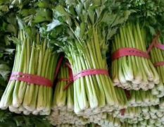 芹菜优质西芹河北邯郸产地芹菜，地头交易一手蔬菜