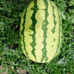 大量供应旱地硒砂瓜，金花，金城