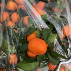 广西藤县同心镇砂糖橘果园大量上市，品质极佳