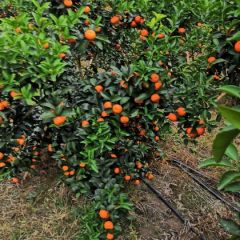 广西沙糖桔亮果1.5---1.8