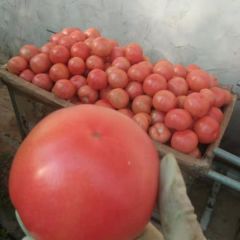 山东费县西红柿量大质优价格低