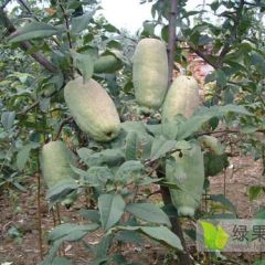 临沂果树苗基地、销售维纳斯黄金苹果苗、山楂苗、