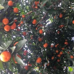 广西永福富硒沙糖桔