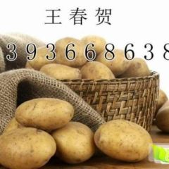 荷兰十五热销中