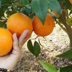 崇左大量沃柑上市