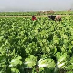 专业冷库储存白菜开始，青杂3号，北京新3号