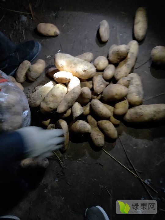2020年山东肥城荷兰十五价格