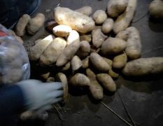 大量供应精品土豆