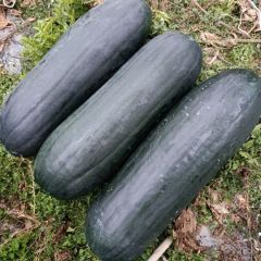 英德黑皮吊冬瓜，平均25—30斤！