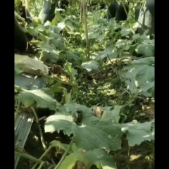 海南万宁海南冬瓜上货量大