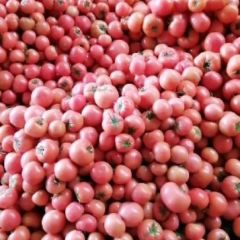 山东费县西红柿开始大量上市全国招商