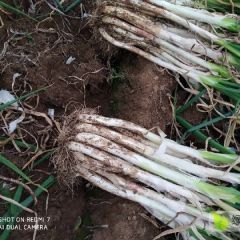 出售长白大葱和铁杆钢葱