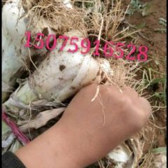 河北隆尧大葱基地低价甩卖