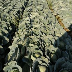 四川西昌 西昌特优甘蓝大量上市中