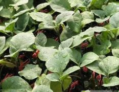 朔州育茄子苗出售 765长茄种苗